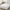 White WH, variant on Latrodar Mattress Topper Double Layer Cotton Top Fitted Mattress Non-Toxic iseless Mattress Pad White 14.4x11.6 Inch Home Essentials