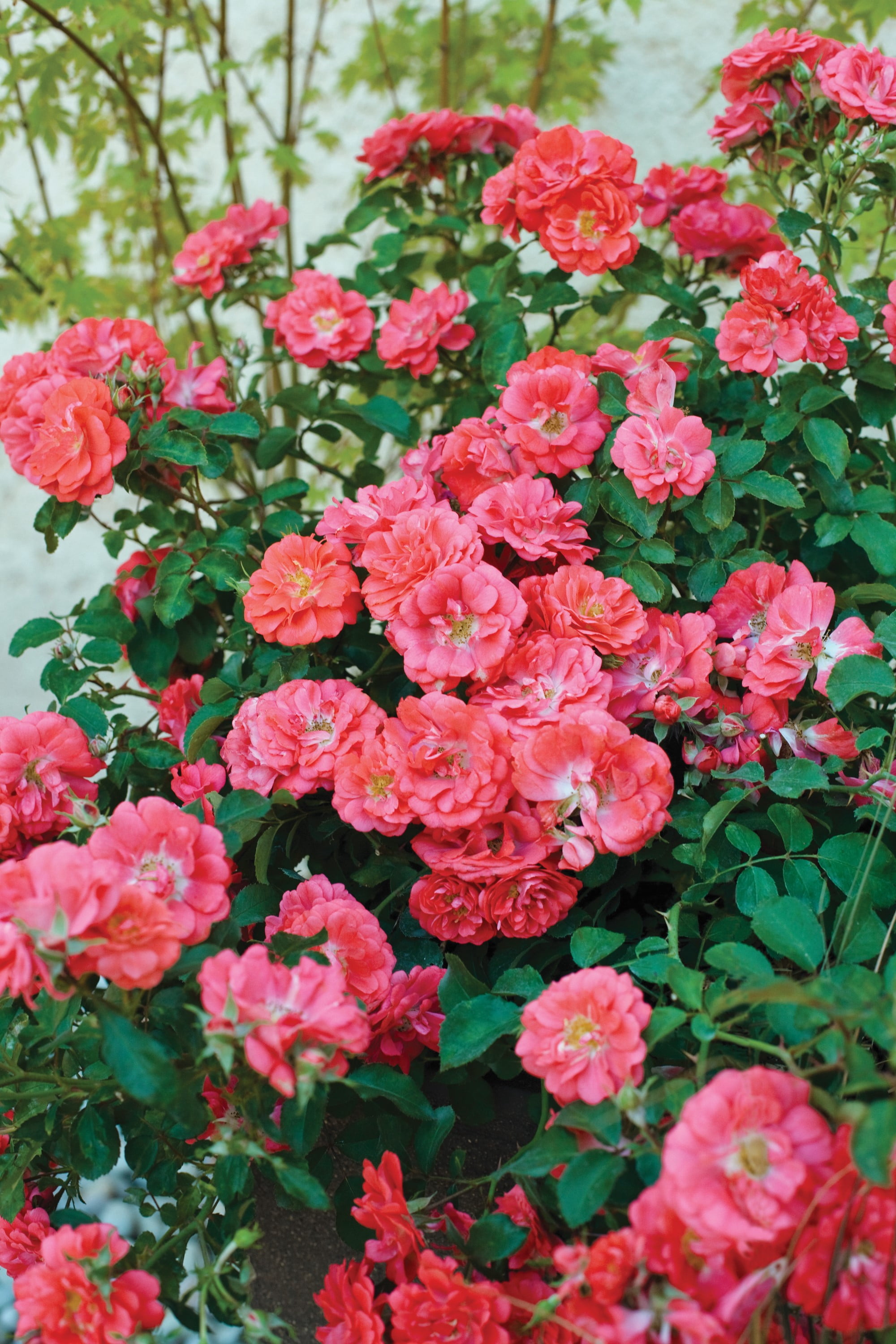 Drift Roses Coral Drift Rose 1 Gallon (Rosa) Bright Coral-Orange Flowers Are Disease Resistant Live Outdoor Plant