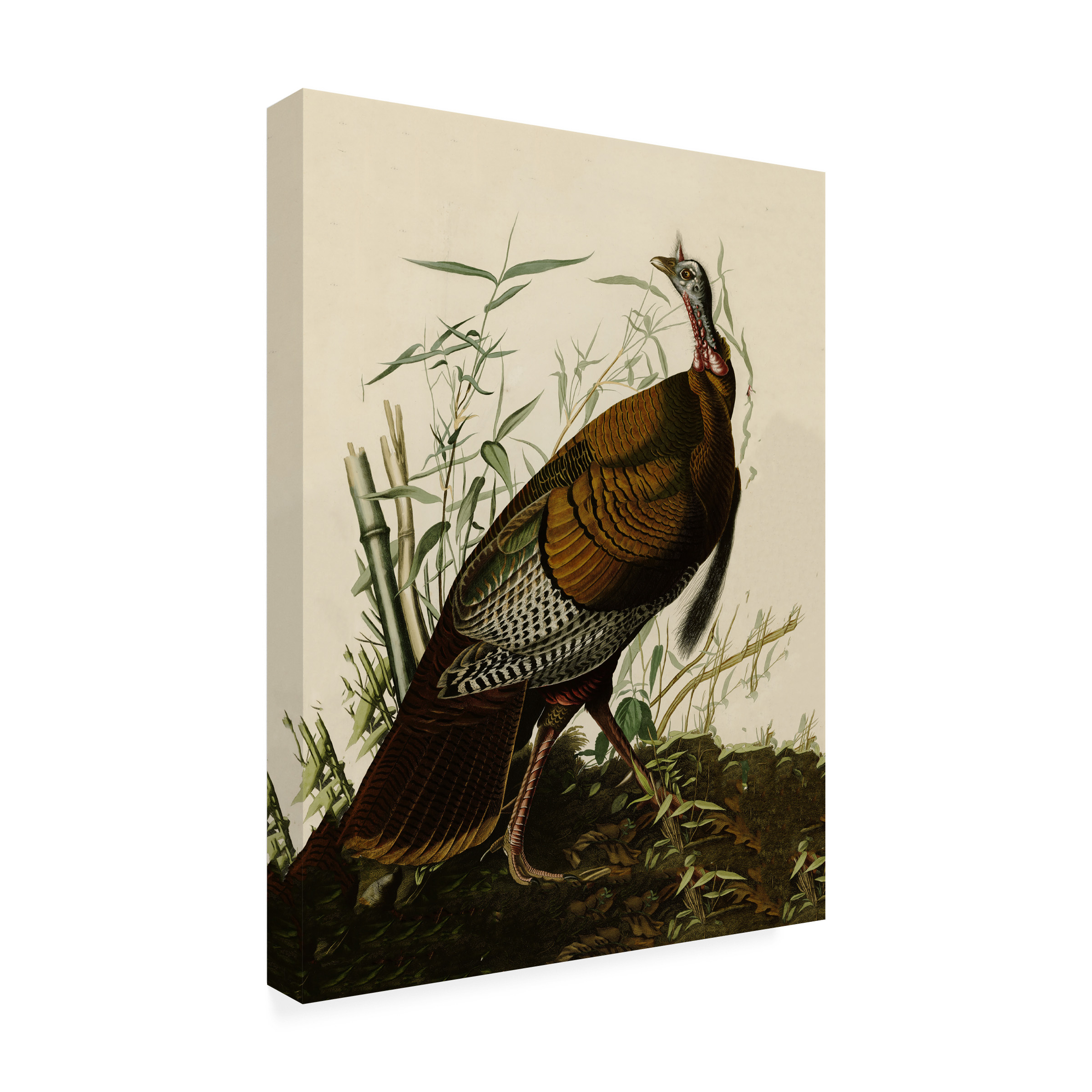 Trademark Fine Art "American Wild Turkey Cock" Canvas Art by John James Audubon