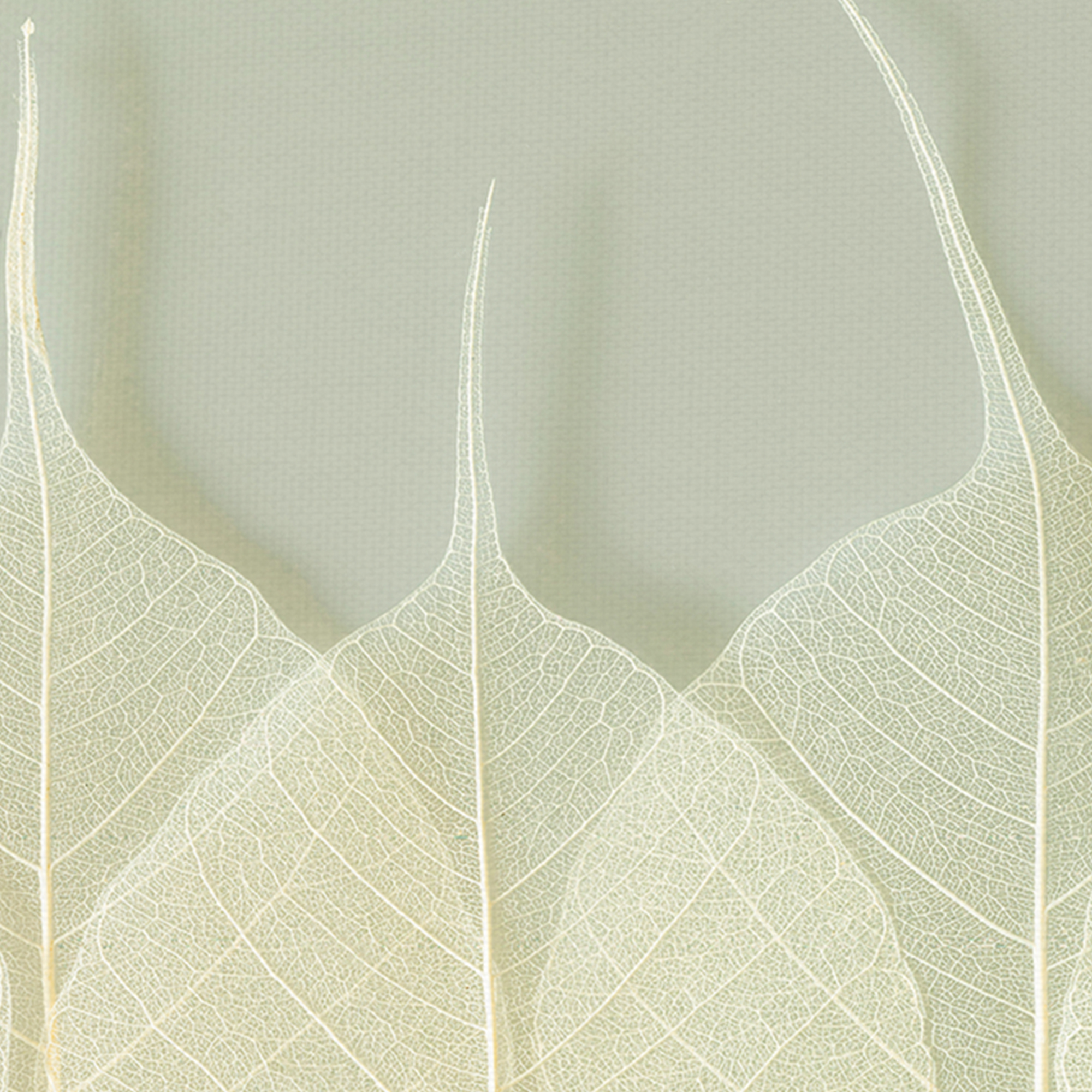 Interlace by Assaf Frank Layered Leaves Canvas Art