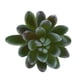 thumbnail image 4 of Plantas de Cactus de imitación plástico Artificial decoración para hogar manualidades de bricolaje 1 pieza 16 x 9cm verde claro Colco Cactus Artificial Suculento, 4 of 7