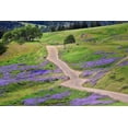 thumbnail image 2 of Jones, Adam 18x13 White Modern Wood Framed Museum Art Print Titled - Bald Hills Road through lupine flowers-California, 2 of 4