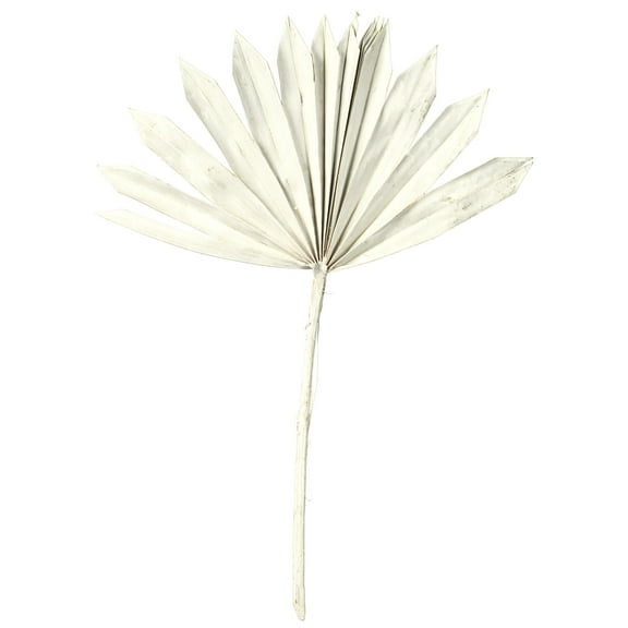 Vickerman Natural Botanicals 13.75 - 19.5" White wash Dried Palm Sun Spear, 12 per bag.