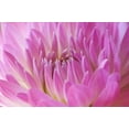 thumbnail image 2 of Millet, Karyn 14x11 Gold Ornate Wood Framed with Double Matting Museum Art Print Titled - Pink Dahlia, 2 of 4