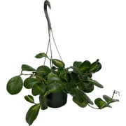 Variegated Hoya Obovata Spalsh Available in 2" Pot, 4"Pot, and 6" Hanging Pot - Hoya Live Plants Live Houseplants - (4" Pot, 2 Plants(stem)