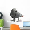 thumbnail image 1 of African Grey Parrot Wall Decal by Wallmonkeys Peel and Stick Graphic (18 in W x 17 in H) WM173078, 1 of 4
