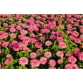 thumbnail image 6 of 250 LUMINOSA PINK ZINNIA Elegans Flower Seeds, 6 of 7