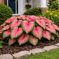 thumbnail image 3 of Ballet Slipper Caladium Bulbs – Pink and Green Heart-Shaped Foliage – Shade Loving Ornamental Caladium for Gardens, Containers and Landscaping (6 Bulbs), 3 of 5