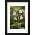 thumbnail image 2 of Twinflower Linnaea Borealis Framed Print Wall Art by Bob Gibbons Sold by Art.Com, 2 of 5