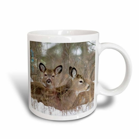 3dRose Mule deer resting in cover in Whitefish Montana - US27 CHA1240 - Chuck Haney, Ceramic Mug, 11-ounce