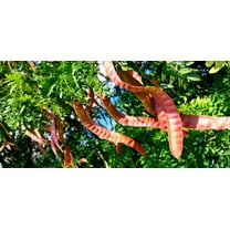 CZ Grain Thornless Honey Locust 12 Seeds Gleditsia triacanthos Inermis, Thornless