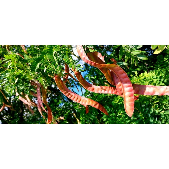 CZ Grain Thornless Honey Locust 12 Seeds Gleditsia triacanthos Inermis, Thornless