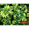 thumbnail image 7 of Umbrella Tree - 'Gold Capella' Live Braided Schefflera Arboricola - Florist Quality - Beautiful Indoor Tree - 3 Feet Tall, 7 of 7