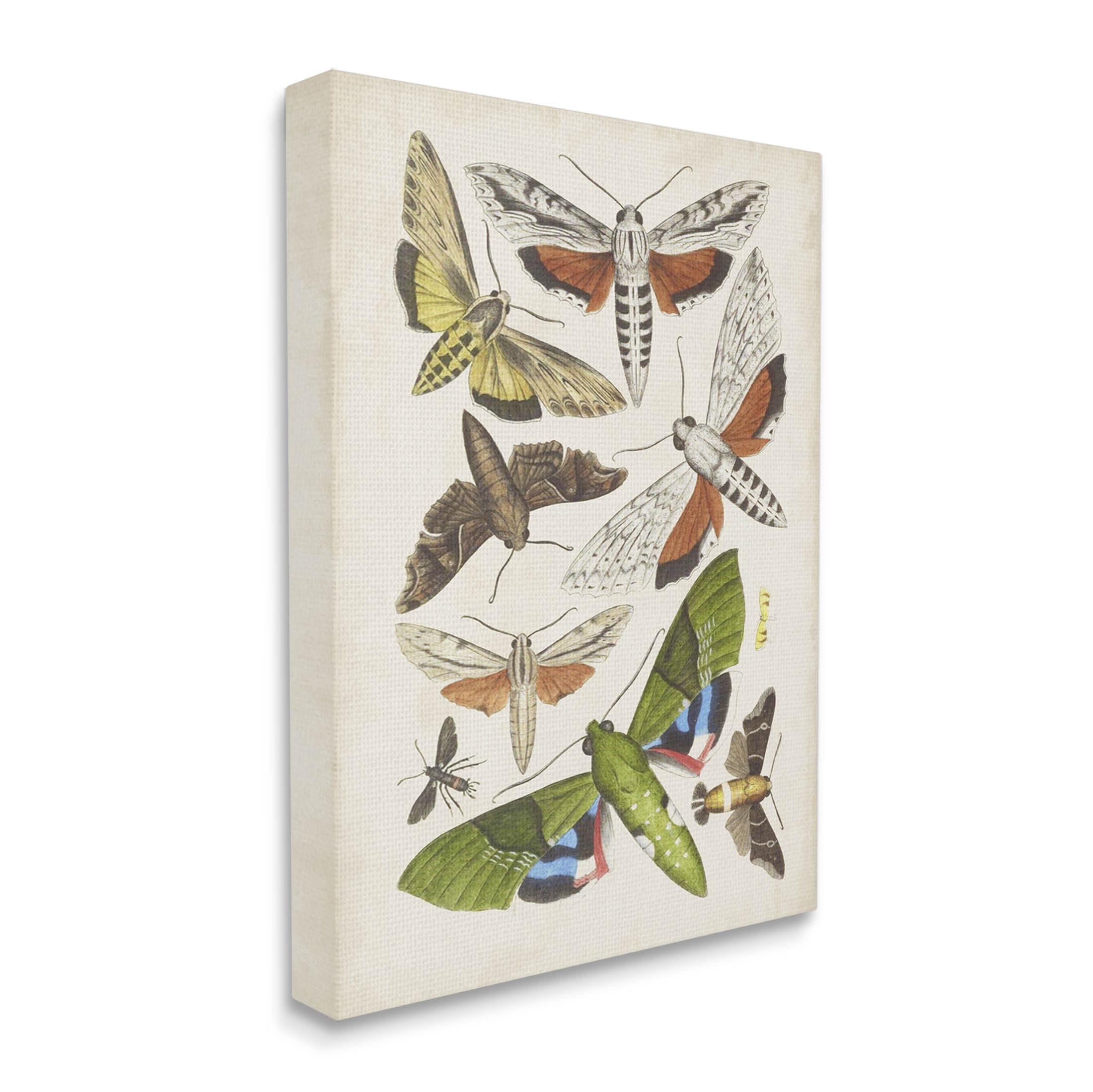 Stupell Industries Mixed Insects Moth Latin Studies Graphic Art Gallery Wrapped Canvas Print Wall Art, Design by World Art Group