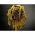 thumbnail image 3 of McLoughlin, James 14x12 Black Modern Framed Museum Art Print Titled - Studio Flowers VII, 3 of 5