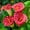 E, variant on Calla lily, Low Maintenance - Easy Grow - Ideal for Beds Borders, Plant Pots & Planters