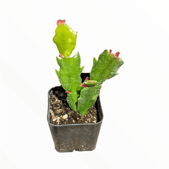 Schlumbergera Truncata Thanksgiving Cactus Succulent Live Plant 2 Inch for Indoor Outdoor Home Office Garden Decor