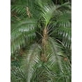 thumbnail image 5 of Wedding Palm - 3 Live Plants in 4 inch Pots - Lytocaryum Weddellianum - Extremely Rare Ornamental Palms of Florida, 5 of 5