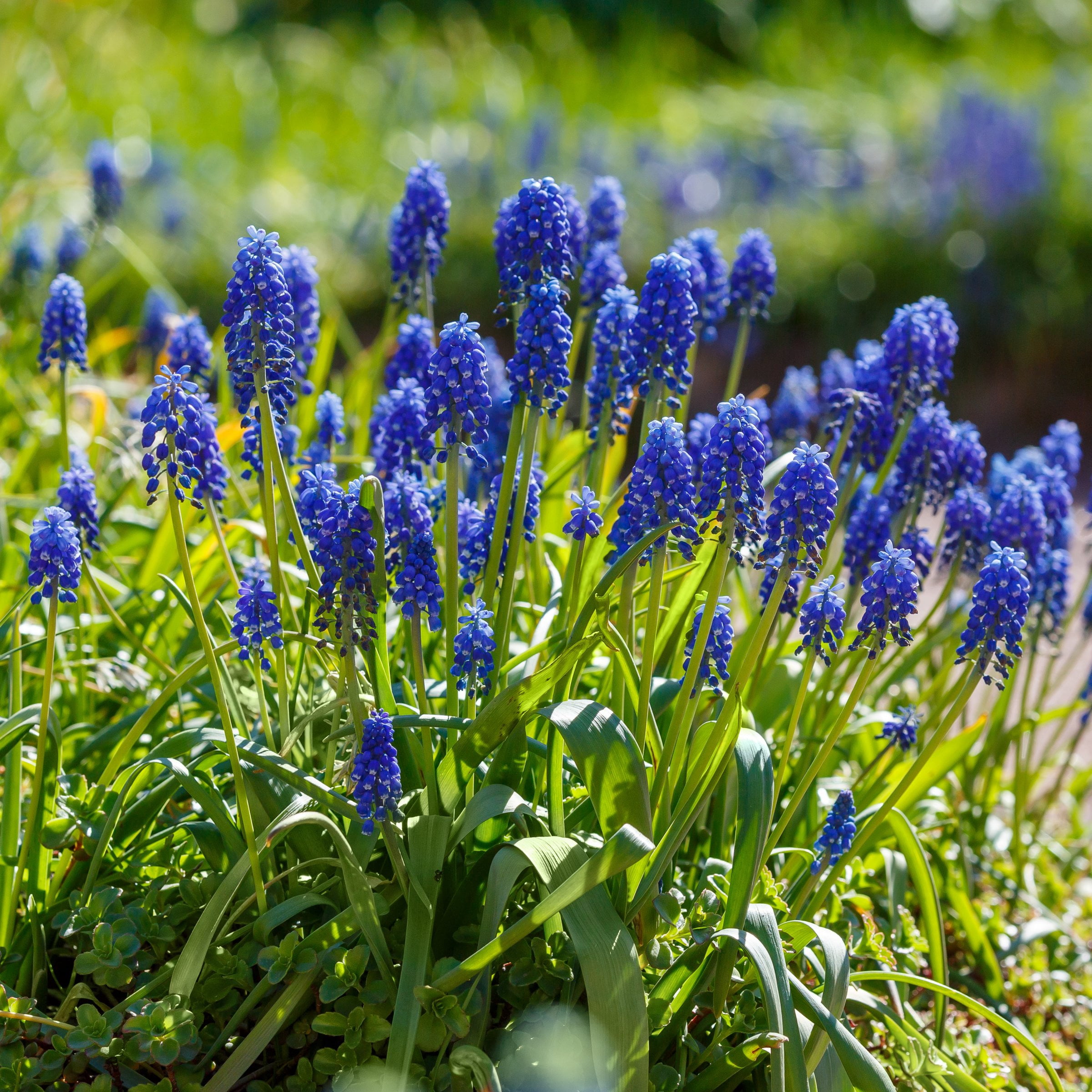 National Plant Network Muscari Armeniacum Live Bulbs (50-Pack)