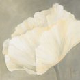 thumbnail image 2 of Roseboom, Jettie 12x12 White Modern Wood Framed Museum Art Print Titled - Poppy in white III, 2 of 4