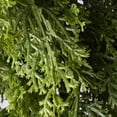 thumbnail image 4 of National Tree Company Artificial Christmas Wreath, Green, Arborvitae, 24 Inch, 4 of 4