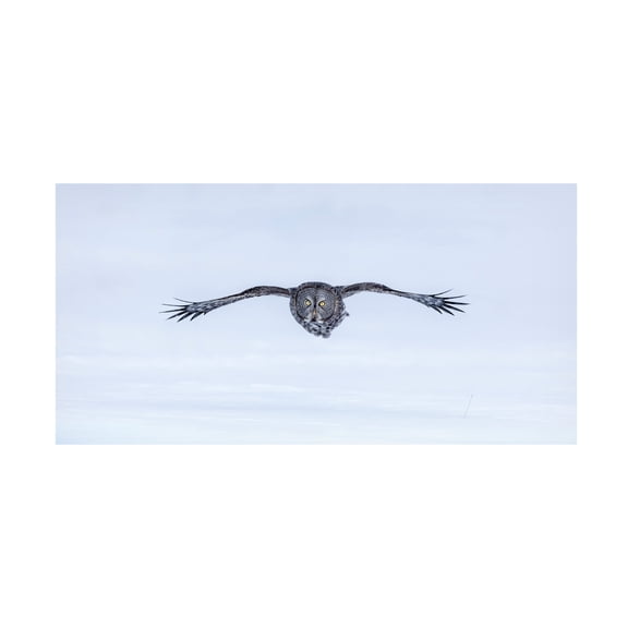 Jun Zuo 'Great Grey Owl In Flight' Canvas Art