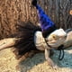 thumbnail image 2 of Bearded Dragon Cosplay Supplies Tutu Costume Party Accessories Lizard, 2 of 5