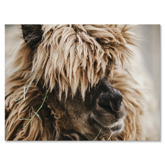 Designart ' Close Up Of Fluffy Curly Alpaca ' Farmhouse Canvas Wall Art Print