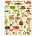 thumbnail image 1 of Cavallini & Co Casse-Tête 1 000 Pièces - Champignons, 1 of 2