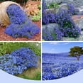 Blue Creeping Thyme Seeds MMF7 for Planting Perennial Landscaping