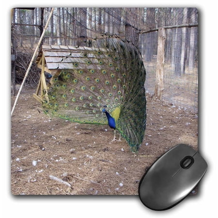 3dRose  Peacock dance  MousePad price history on PriceWatchPro