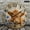 12x12in, variant on Patifu Highland Cow Round Wooden Wall Clock Silent Sweep Movement Battery Operated 10x10in
