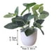 thumbnail image 3 of 1 Unidad De Plantas Artificiales En Maceta, Plantas Verdes, Bonsáis Con Maceta Redonda Blanca, 3 of 6