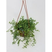 String of Dolphins- Live Easy Care -Indoor House Plant- 6 Hanging Pot