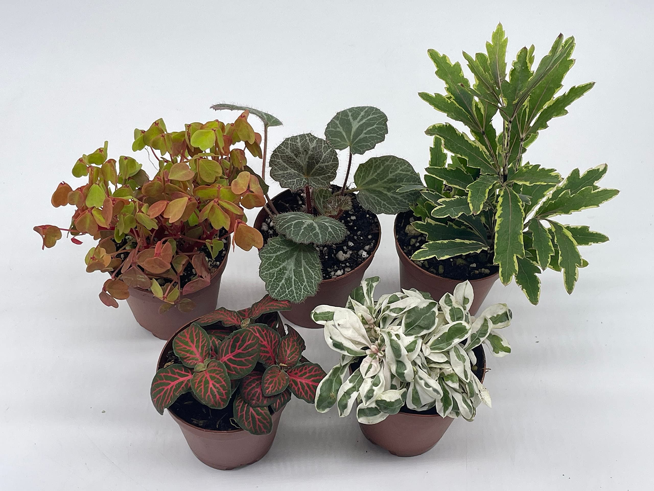 Florida House Plants Colorful Fern Set Live Plants in 2" Grower Pots (5 Count)