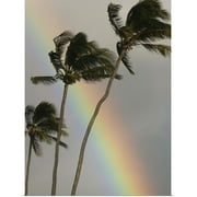 Great BIG Canvas | Rolled Ron Dahlquist Poster Print entitled Hawaii, Three Palm Trees Bend In The Wind With A Large Vibrant Rainbow