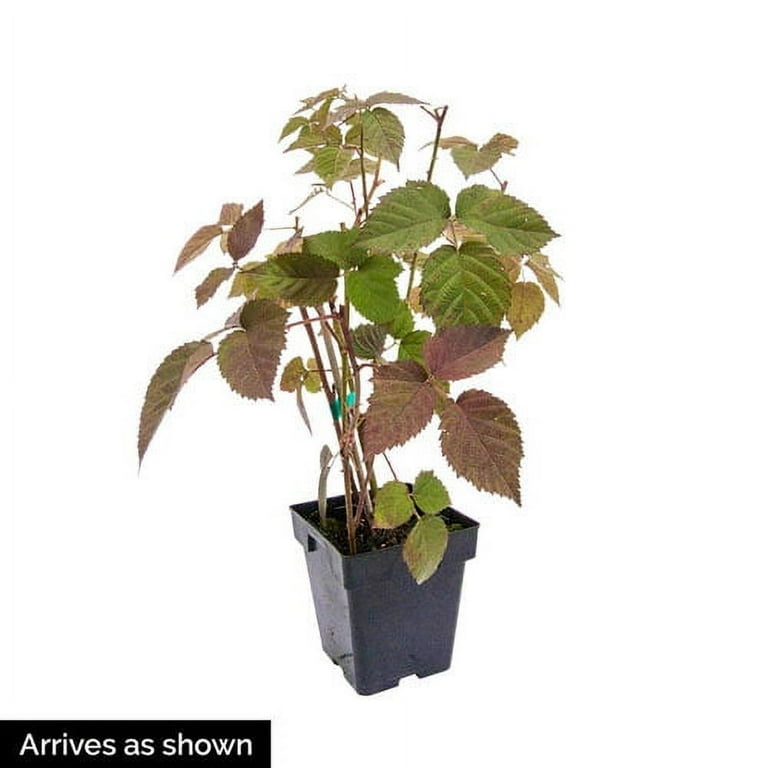 terrarium plants for sale Plant set - 6 green plants main image 1