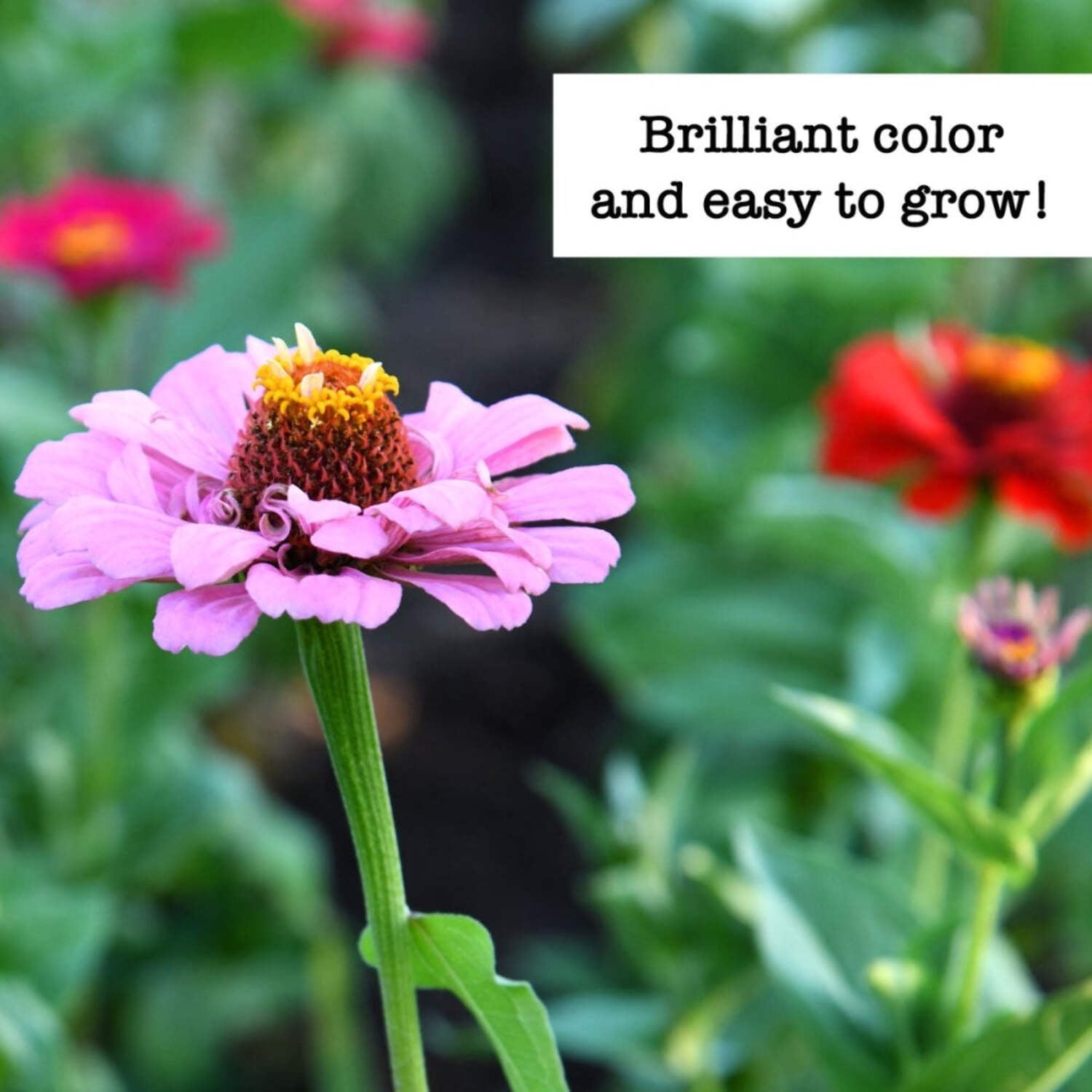 Ferry-Morse Zinnias Galore Flower Seed Variety Pack - 13 Pack