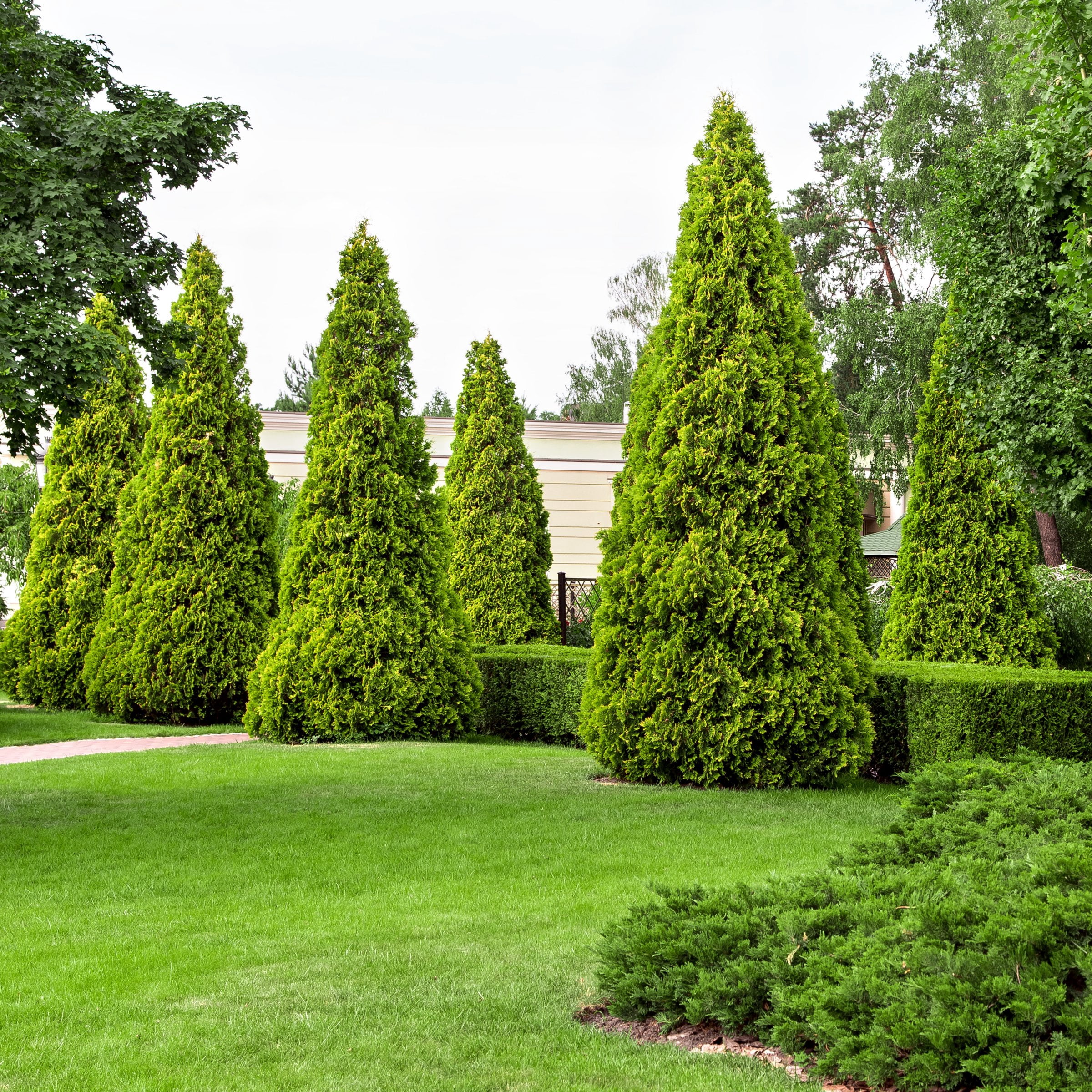 National Plant Network Live Shrub 1 gal Arborvitae 'Green Giant' with Full Sunlight