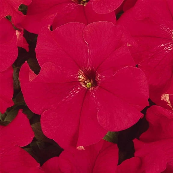 Pelleted Petunia Dreams Series Red Seed ~25 Seeds – Petunia x hybrida – 10–15" Mounding Annual – Full Sun – Grandiflora Blooms – Hanging Basket & Planter Favorite – Non-GMO