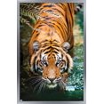 thumbnail image 1 of Tiger - Water Wall Poster, 22.375" x 34" Framed, 1 of 4