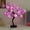 Purple, variant on Rose Lamp Tree - LED Rose Tree Table Lamp USB/Battery Powered Artificial Bonsai Flower Night Light for Bedroom Living Room Party Wedding Birthday Decor