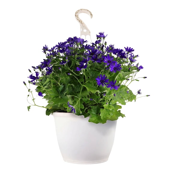 Expert Gardener 15" Blue Purple Cineraria Live Plants in 7" Hanging Basket Full Sun