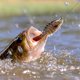 thumbnail image 3 of Simulación 3D De Anzuelo Con Forma Realista De Pez. Artículos De Pesca Para Aficionados A La Pesca., 3 of 4