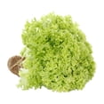 thumbnail image 3 of Lechuga italiana Eva hidropónica 1 pieza, 3 of 4