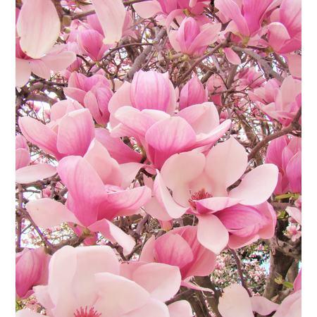 Saucer Magnolia Shrub Plant Live for Planting, Soulangeana Magnolia Bush Plant 6 to 12 Inch Tall in 2.5 Inch Pot