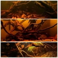 thumbnail image 7 of 10Pcs Water Quality Purification Tablet Catappa Leaves for Aquariums Almond Leaves for Fish Almond Leaves for Catappa The Leaves Of The Almond Catappa Tank Create An Environment 20cm Home Decor, 7 of 7