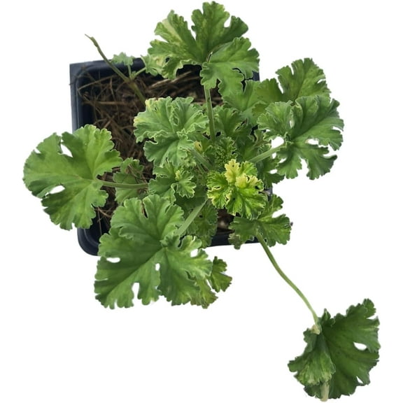 Nutmeg Scented Geranium (Pelargonium x fragrans) 'Snowy Nutmeg' Live Plant in 2.5-inch Pot - Organic Starter Plant by Smoke Camp Crafts