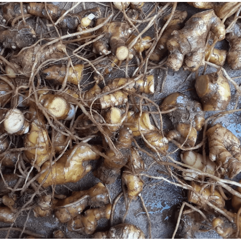 5 Awapuhi Shampoo Ginger Rhizomes for Plantings, Zingiber Zerumbet