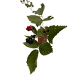 thumbnail image 4 of Triple Crown Thornless Blackberry Plant -  Rubus fruticosus - 3.25" Pot, 4 of 4